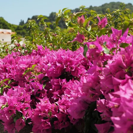Guest house Garden Capri